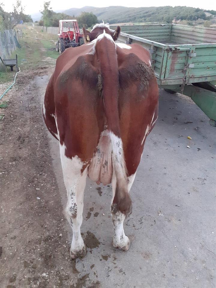 Ushit