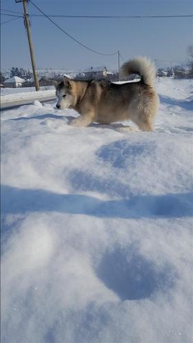 Haski