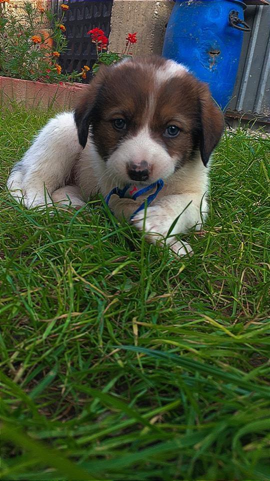 Jepet-per-adoptim