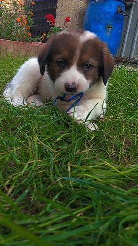 Jepet per adoptim