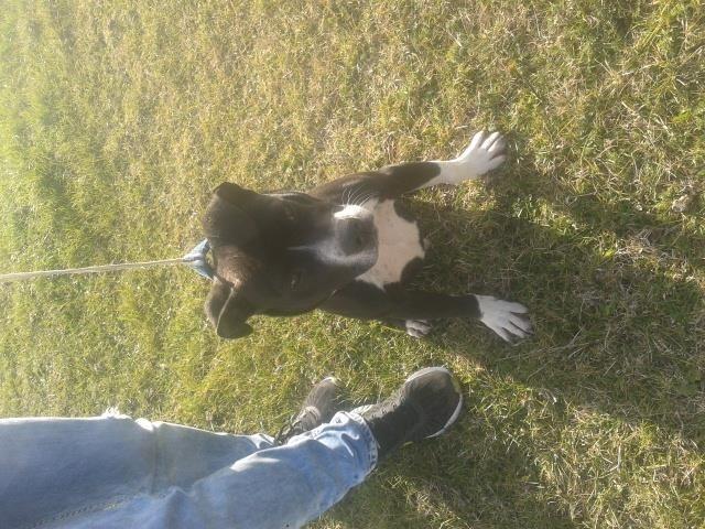 pitbull