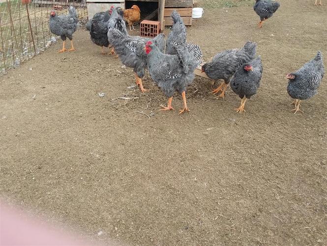 shiten