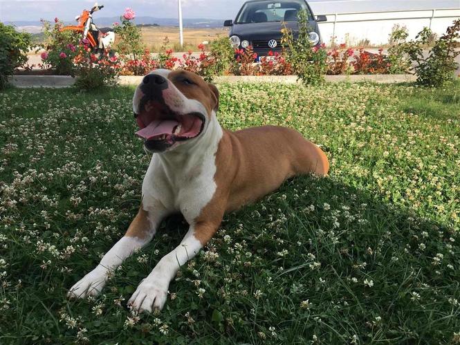 Pitbull