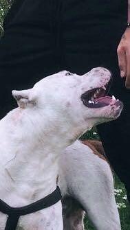 PitBull