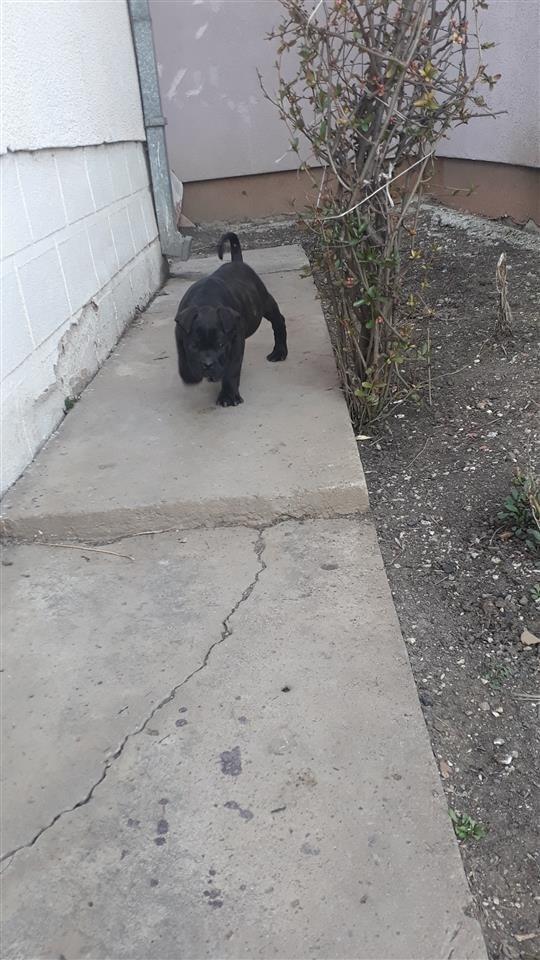 -Cane-Corso