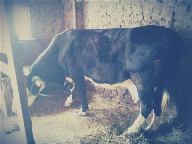 LOPE 