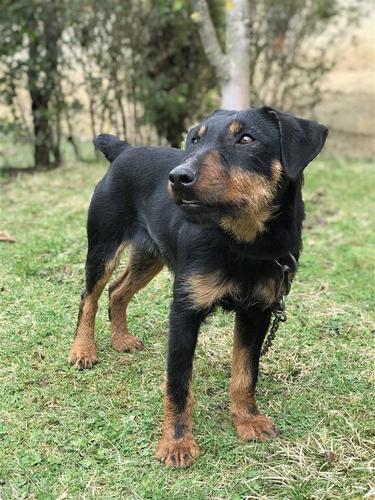 Terrier