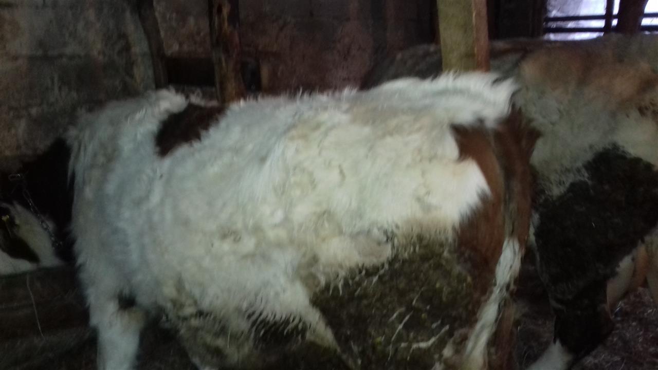 Meshtjerr