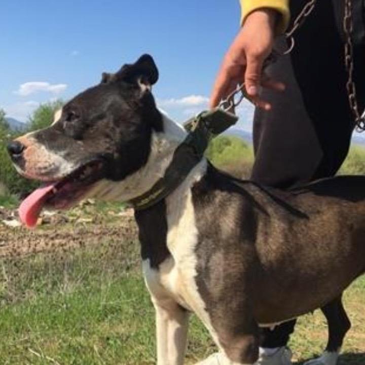 Pitbull