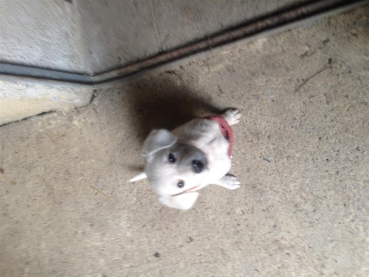 Dog----