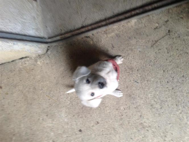 Dog &#55357&#56374 
