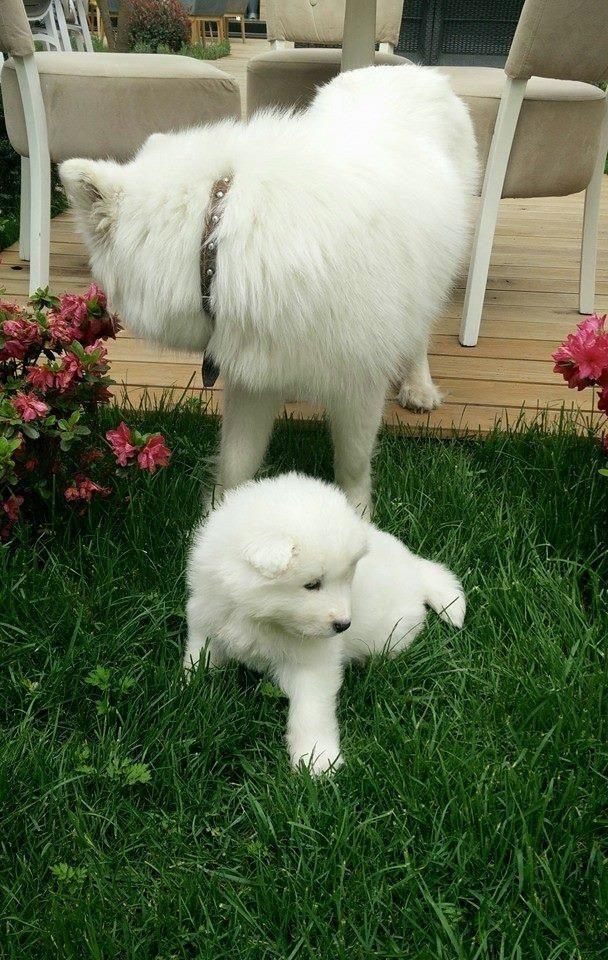 SAMOYED