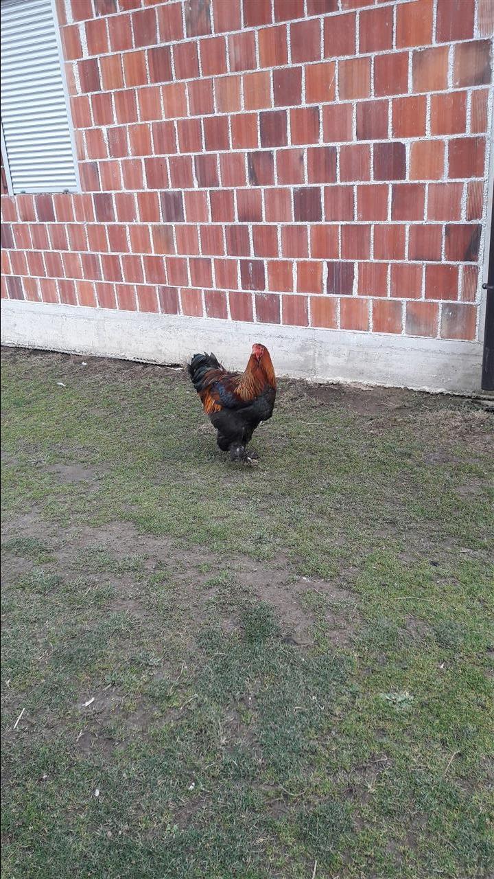 Brahama