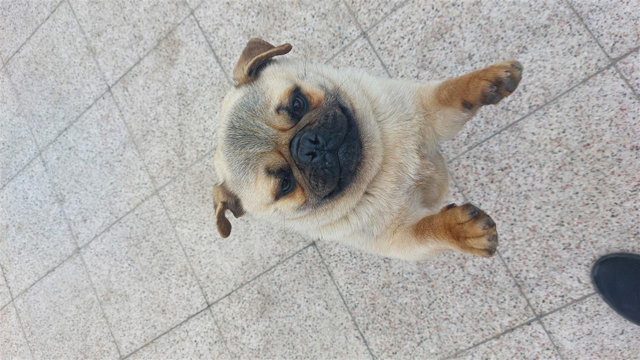 Pug