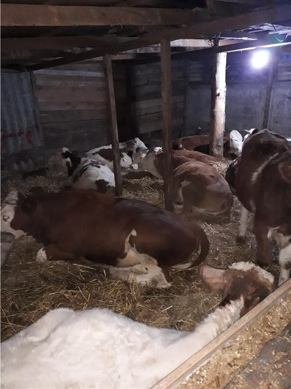 Mshtjerra-