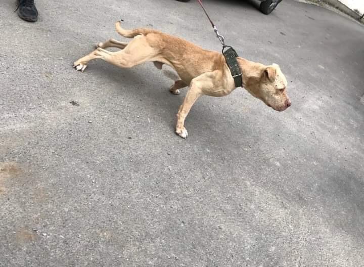 pit-bull