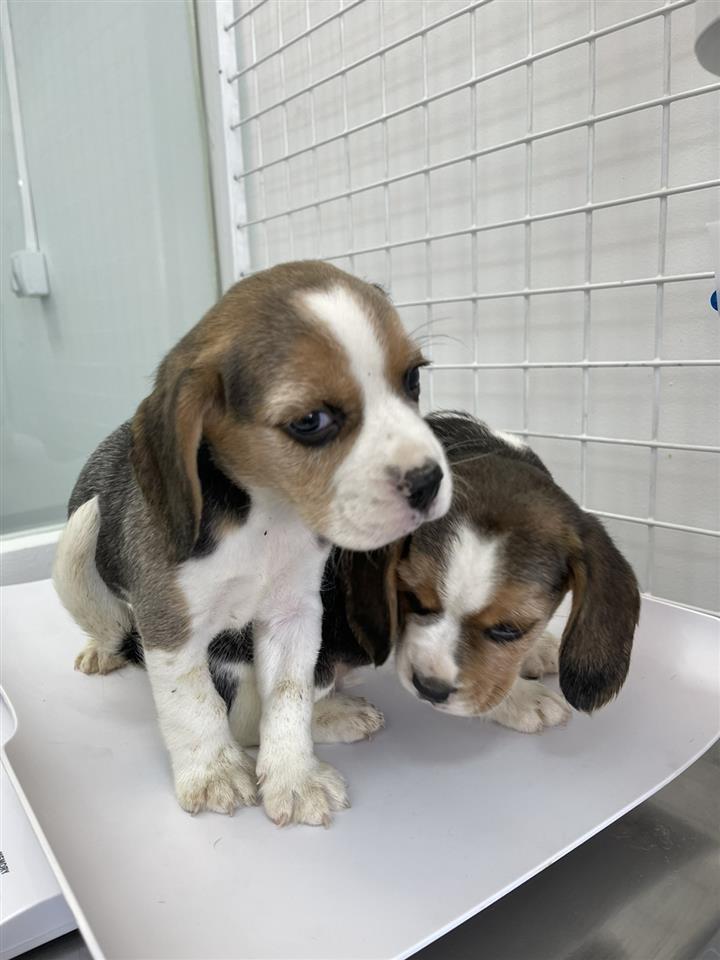 Beagle