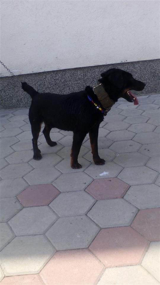 Terrier