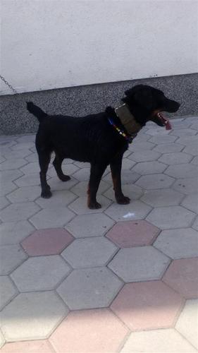Terrier