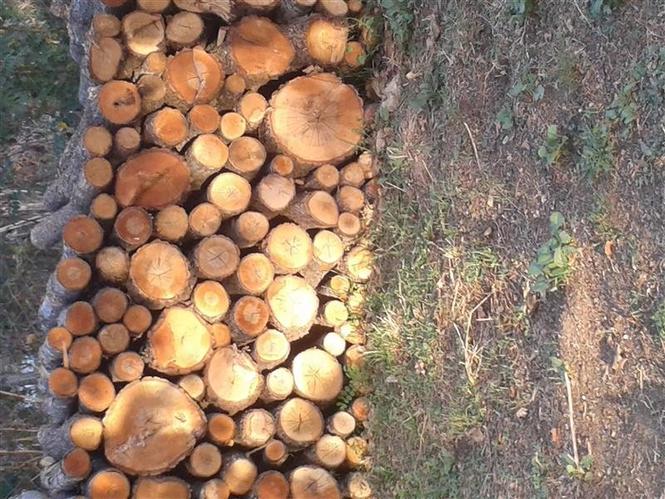 shiten drut