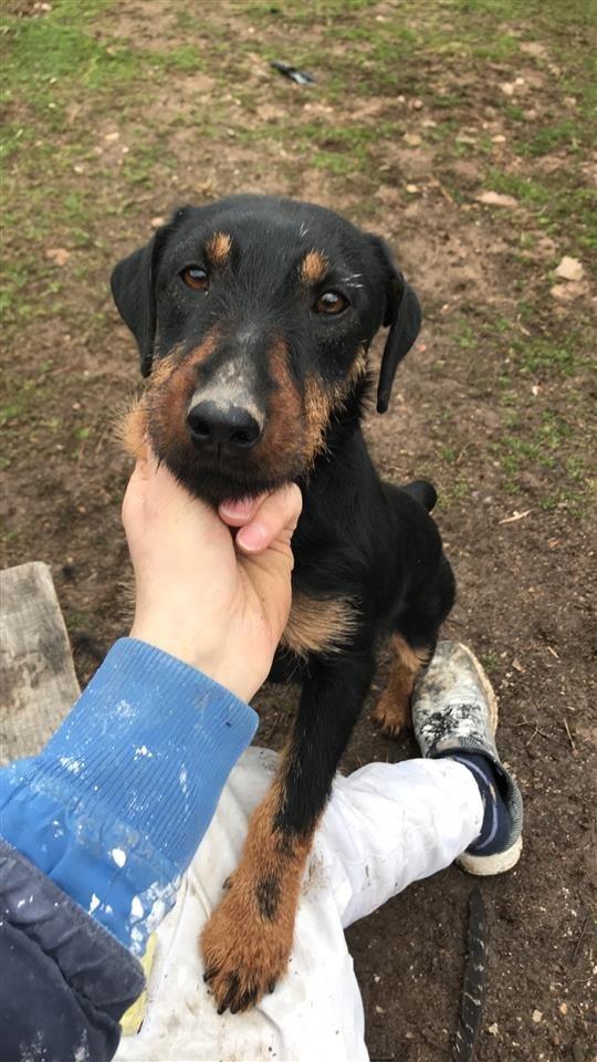 Terrier