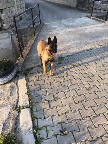 Belg malinois