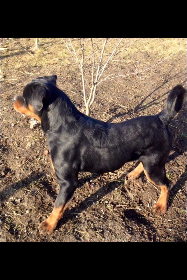 Rottwaler