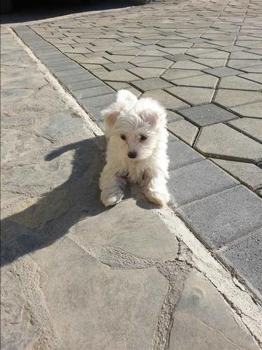 Maltezer