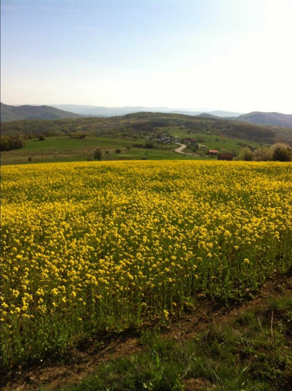 Lule-për-Bletë