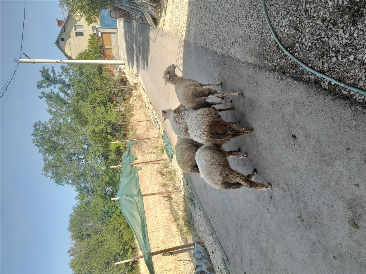 Shitet-kinxhatë