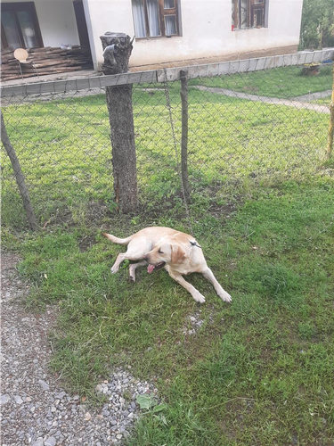 Labrador 