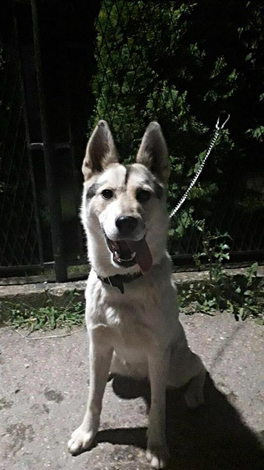 Haski-Akita