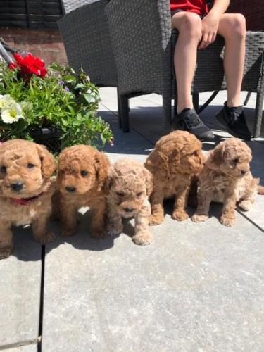 Cavapoo
