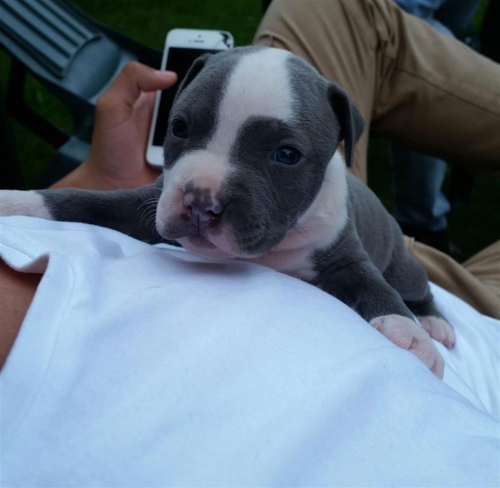 Pitbull--Blue-Nose