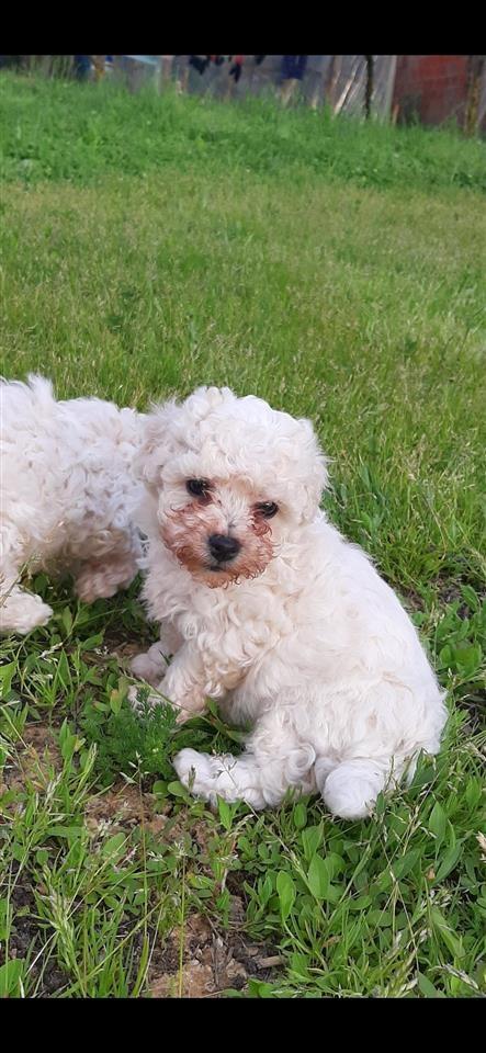 Bichon