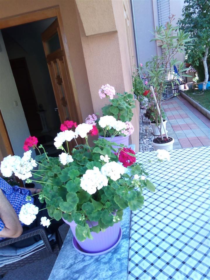 Lule-