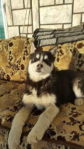 Husky