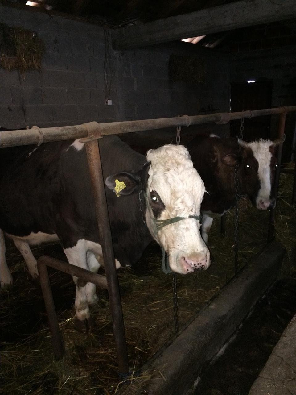 Ferma-
