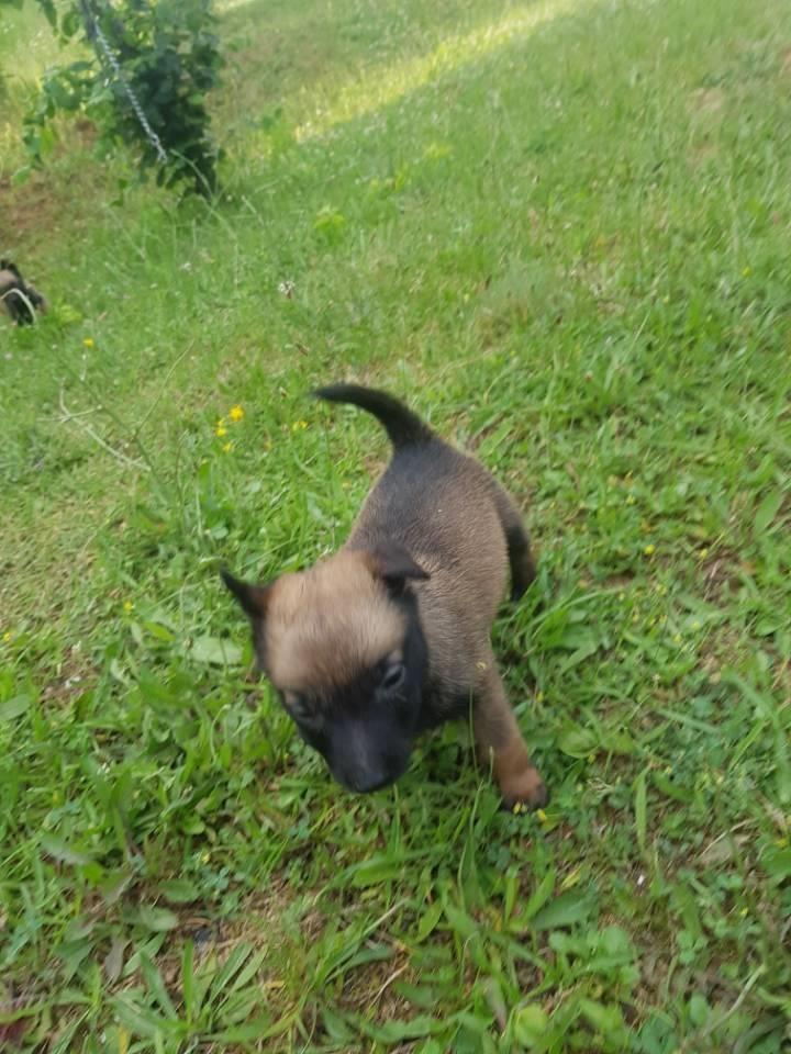 Malinois