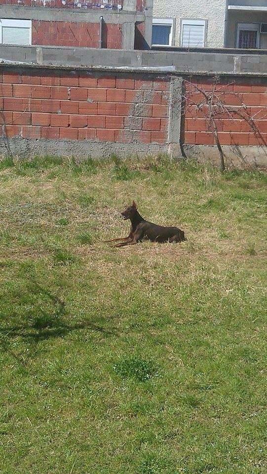 Doberman