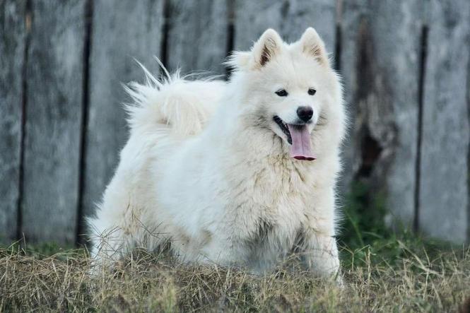 Shitet Samoyedi