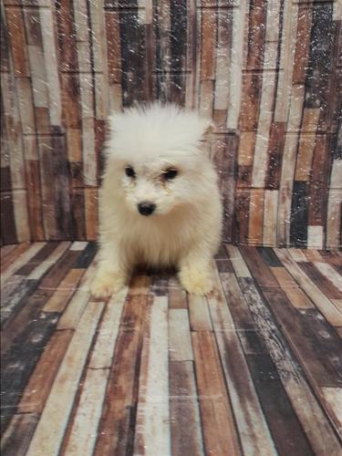 Samoyed