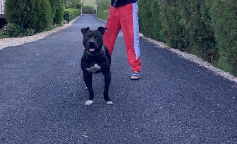 Pit-bul-