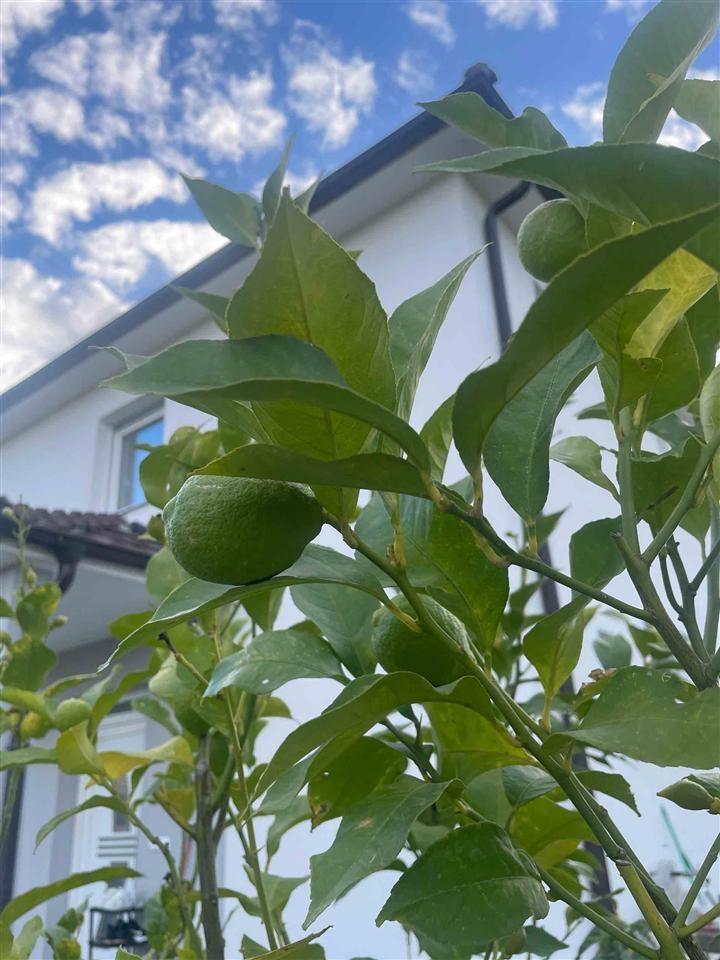 Lemon