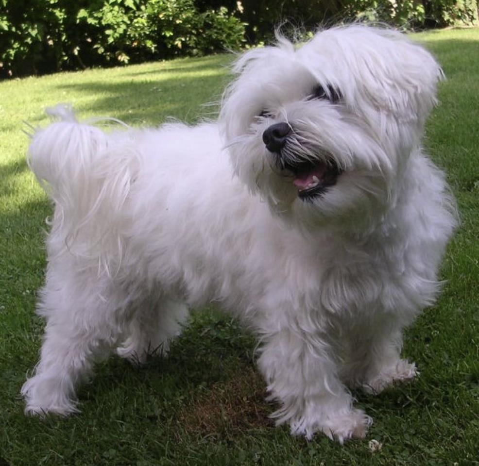 Maltezer