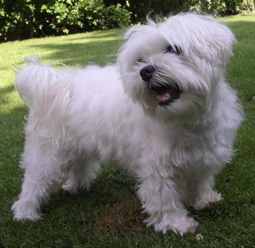 Maltezer