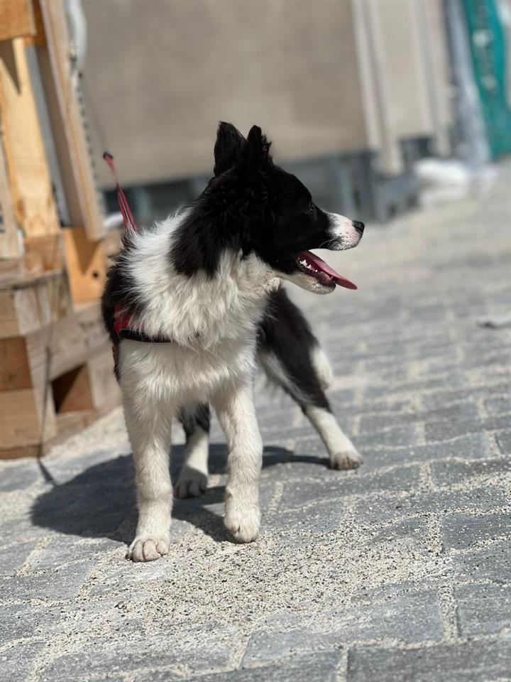 Border-Collie