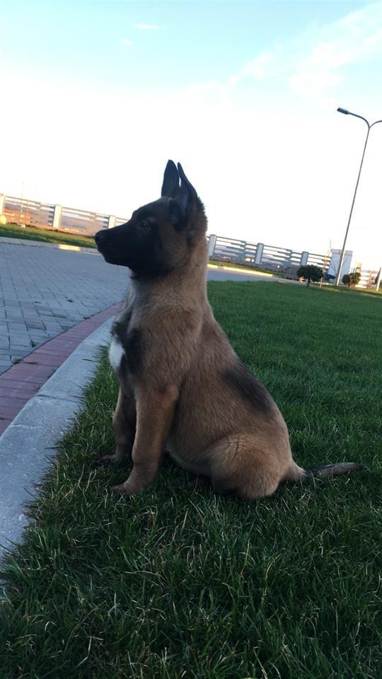 BELG-MALINOIS