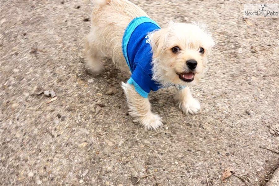 PUPPIES-YORKIE-PËR-ADOPTIMIN