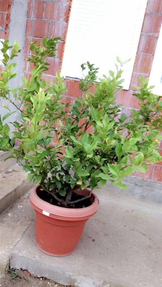 Limon-